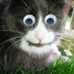 Meet your Posher, Lane!